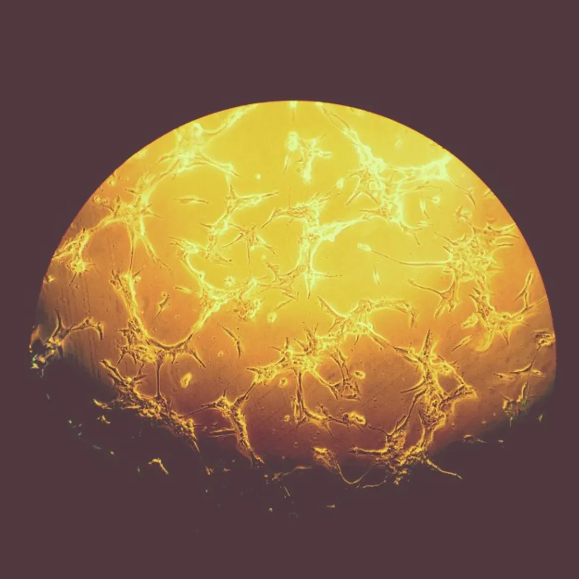 Intermolecular Ambitions